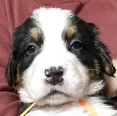 バーニーズ・マウンテン・ドッグ