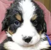 バーニーズ・マウンテン・ドッグ