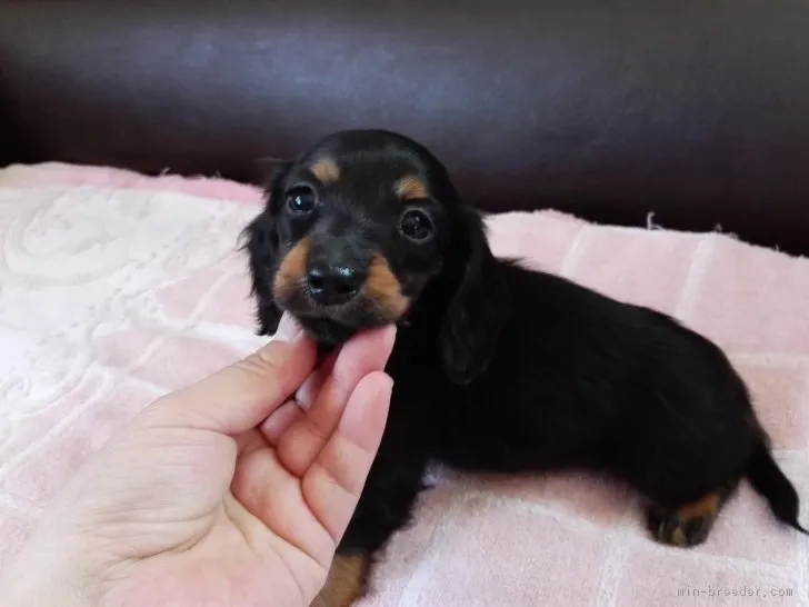 チロル 様のお迎えした子犬