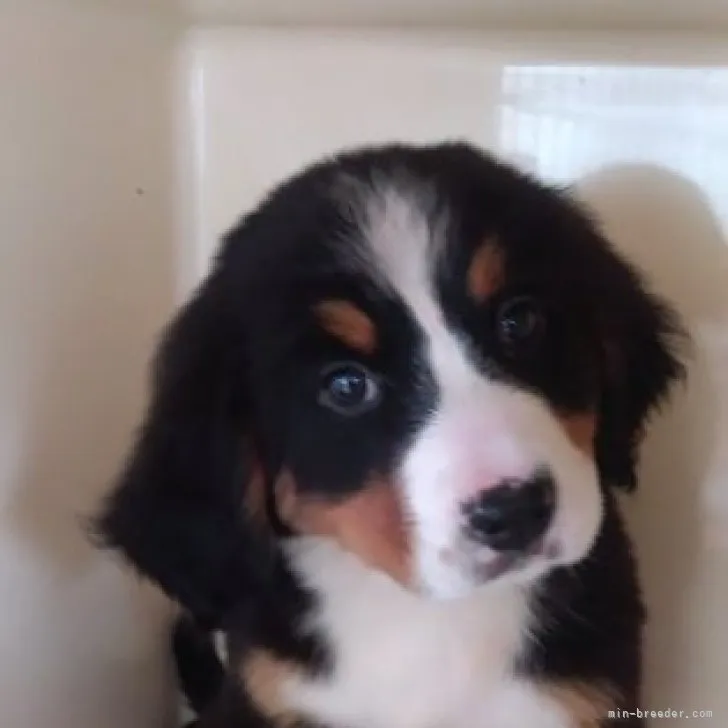 ID：2305-04442の子犬