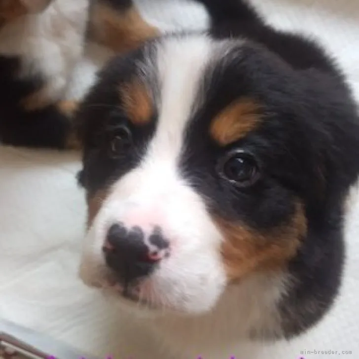 M.O 様のお迎えした子犬