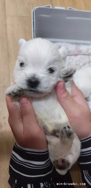 ID:1912-03305の子犬