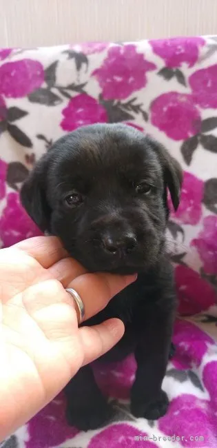 ID：2112-03374の子犬