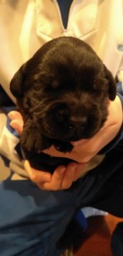 ラブラドールレトリバー【栃木県・男の子・2021年11月2日・ブラック】の写真「父犬はJKCCHです(^o^)」