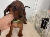 スタンダードダックスフンド(スムース)【千葉県・女の子・2025年1月28日・レッド】の写真5