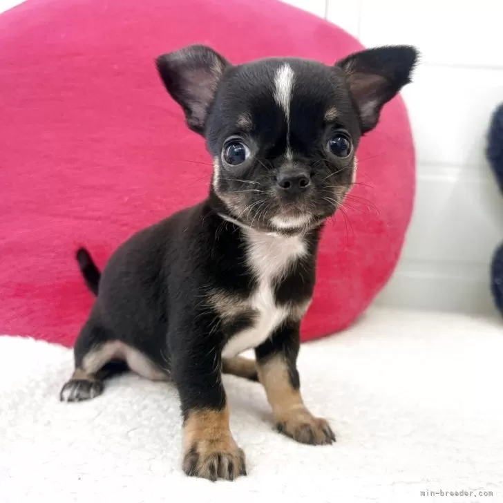 ID：2511-00567の子犬