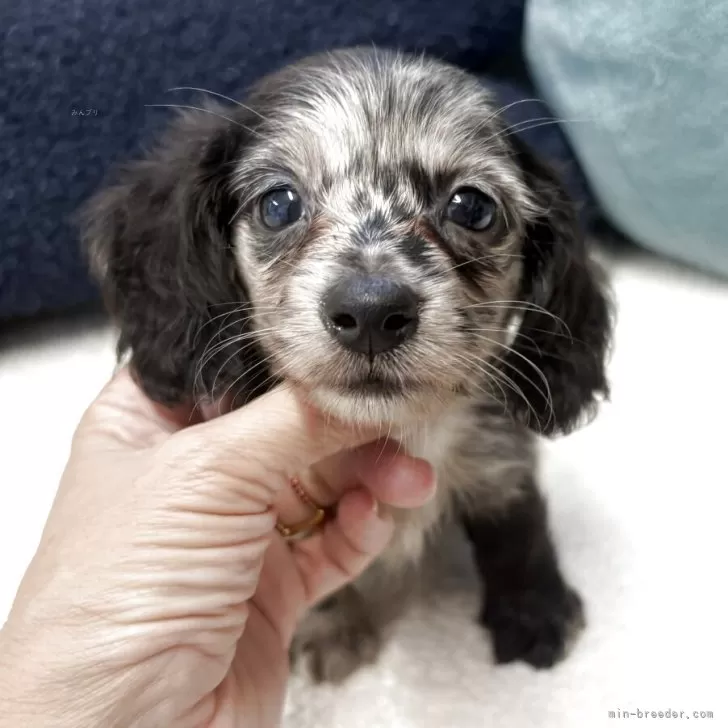 ID：2507-04860の子犬