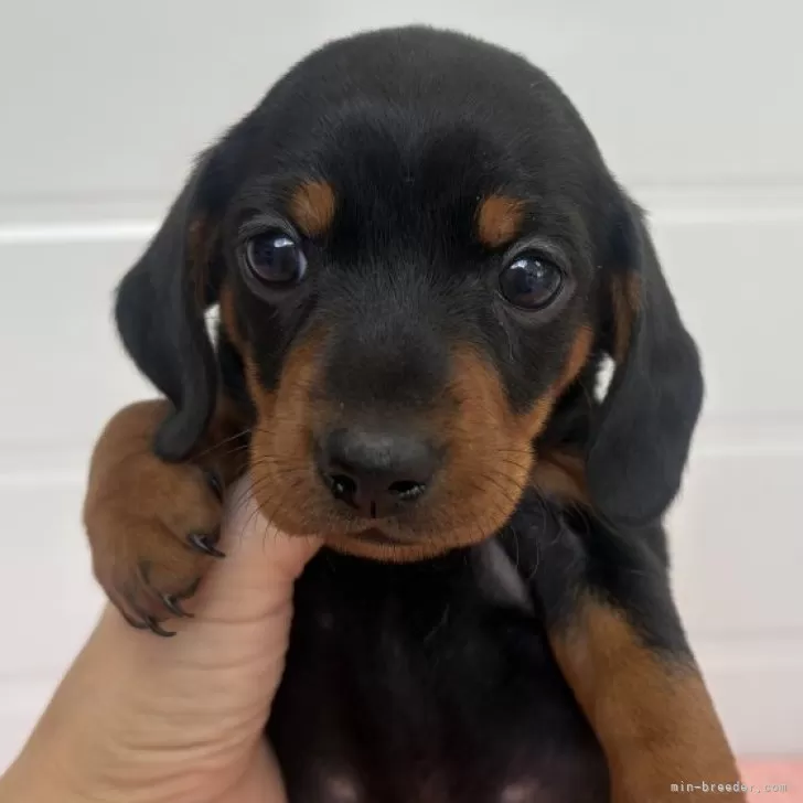 ID:2502-02256の子犬