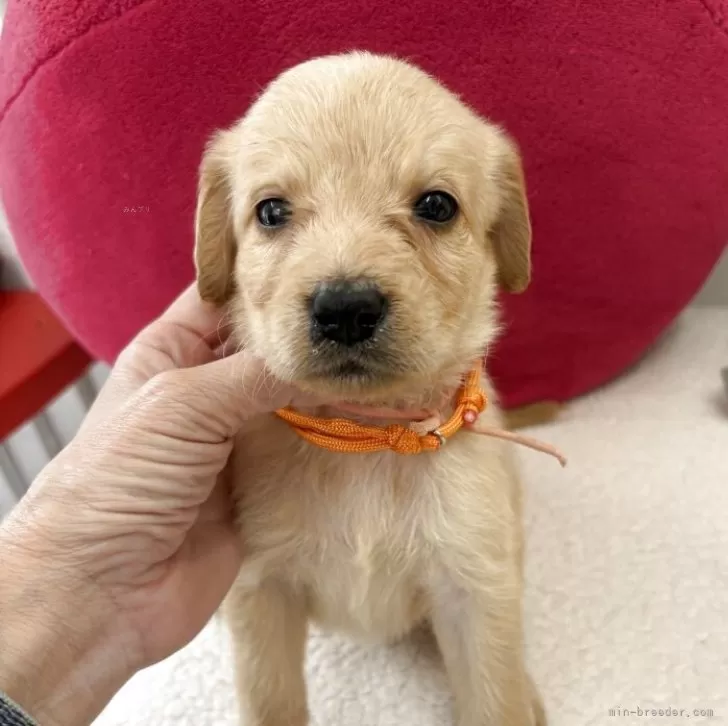 ID：2507-08232の子犬