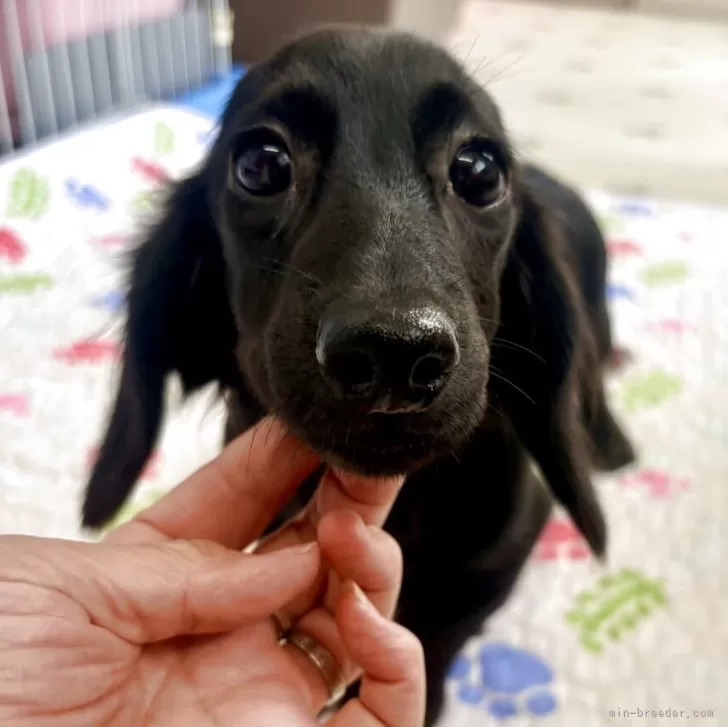 ミニチュアダックスフンド(ロング)【千葉県・女の子・2025年6月17日・ブラックソリッド】の写真1