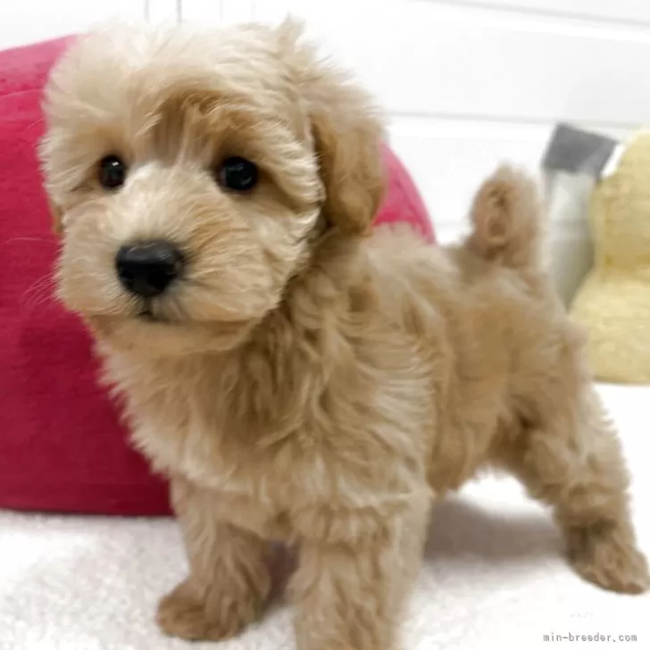 ID:2503-07167の子犬