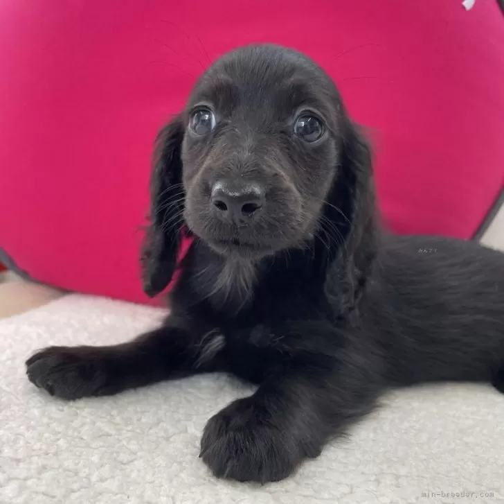 ID：2410-04569の子犬