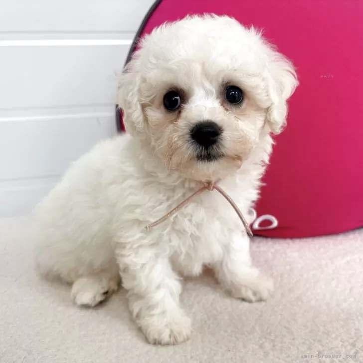 ID：2604-03503の子犬