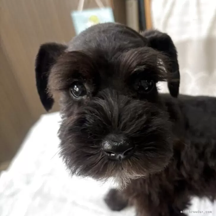 K.Y 様のお迎えした子犬