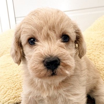 シュナプー(トイプードル×ミニチュアシュナウザー)【千葉県・女の子・2025年10月25日・クリーム】の写真「募集は12月19日までの予定ですぜひお問い合わせを」