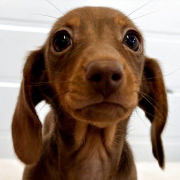 カニンヘンダックスフンド(スムース)【千葉県・女の子・2025年9月7日・チョコレート&タン】の写真「パパはブルータンダップル、両親PRAクリア」