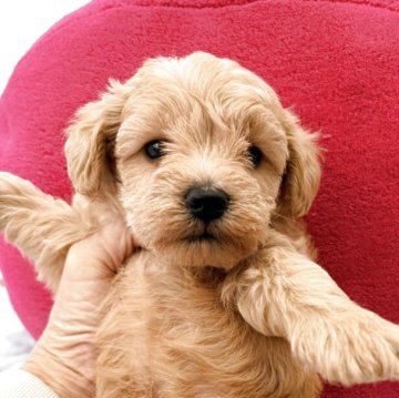 シュナプー(トイプードル×ミニチュアシュナウザー)【千葉県・女の子・2025年10月25日・アプリコット】の写真「人気のシュナプー。ママはホワイトシュナウザー」