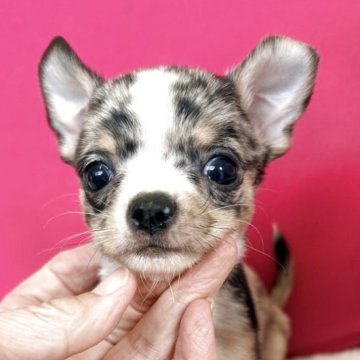 チワワ(スムース)【千葉県・男の子・2025年9月24日・ブルーマール】の写真「超ハデハデ柄の可愛いぼくちゃん」