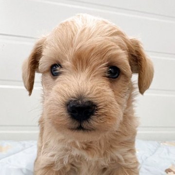 シュナプー(トイプードル×ミニチュアシュナウザー)【千葉県・男の子・2025年10月25日・アプリコット】の写真「人気のシュナプー。ママはホワイトシュナウザー」