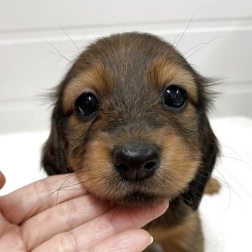 カニンヘンダックスフンド(ロング)【千葉県・女の子・2025年10月9日・レッド】の写真「パパはチャンピオン、両親PRAクリアとっても可愛い」