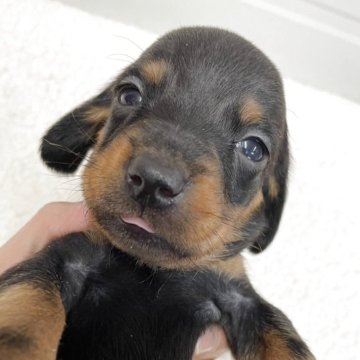 スタンダードダックスフンド(スムース)【千葉県・男の子・2025年11月9日・ブラック&タン】の写真「希少！スタンダードスムースダックスのブラックタン」