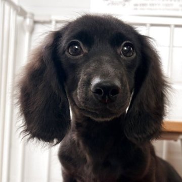 カニンヘンダックスフンド(ロング)【千葉県・男の子・2025年7月27日・ブラックソリッド】の写真「ブラックソリッドの男の子、カニンヘンダンス」