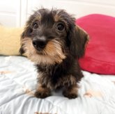 ミニチュアダックスフンド(ワイアー)