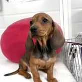 スタンダードダックスフンド(スムース)【千葉県・女の子・2025年1月28日・レッド】の写真1