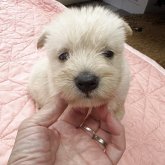 スコティッシュテリア