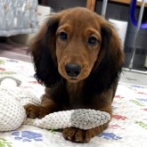 スタンダードダックスフンド(ロング)