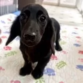 ミニチュアダックスフンド(ロング)【千葉県・女の子・2025年6月17日・ブラックソリッド】の写真4