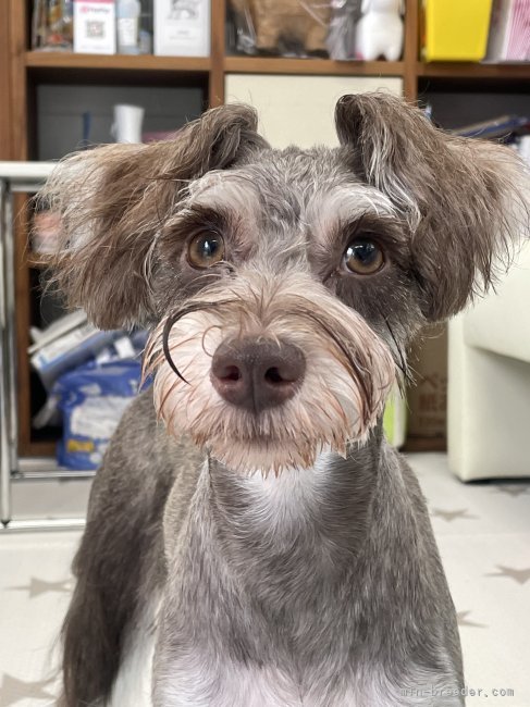 ミニチュアシュナウザー【・女の子・2021年4月27日・レバー＆ペッパー】