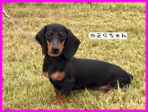 カニンヘンダックスフンド(スムース)【・女の子・2020年3月10日・ブラック&タン】