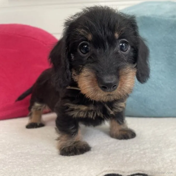 ID：2309-03285の子犬