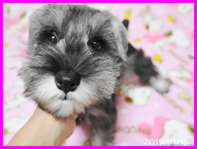 高橋圭次郎 様のお迎えした子犬