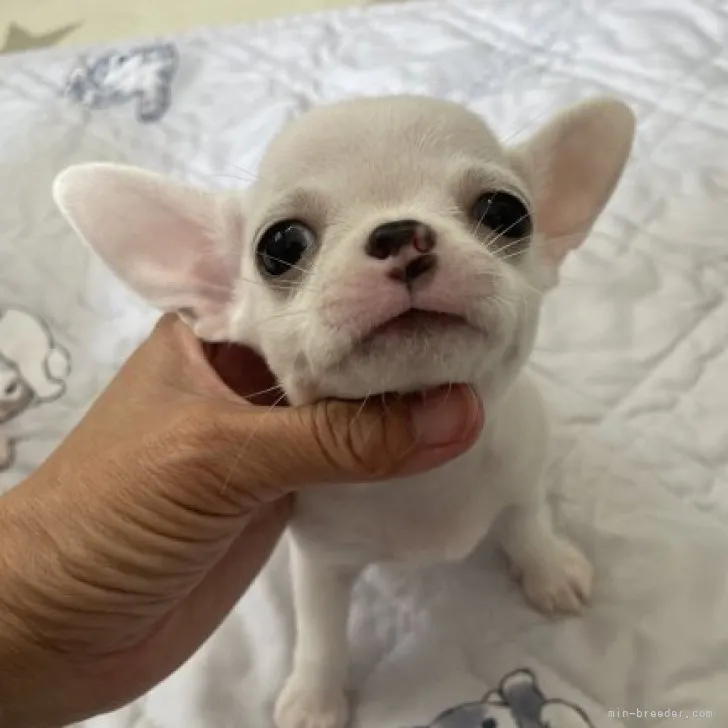 ID:2308-05132の子犬