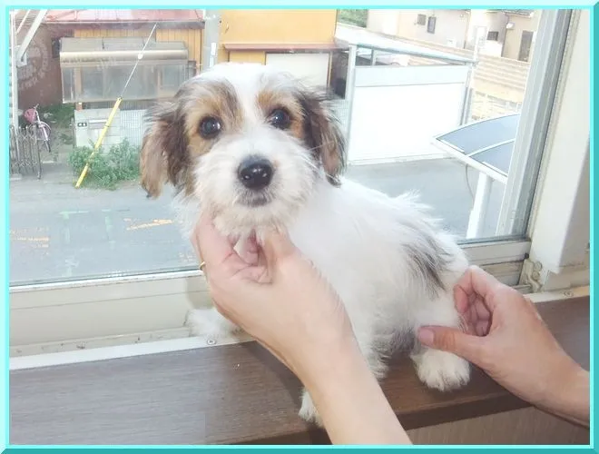 ID：1107-00121の子犬