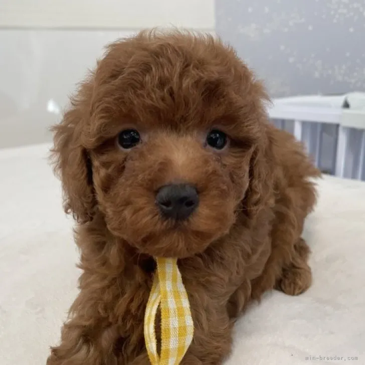ID：2311-04414の子犬