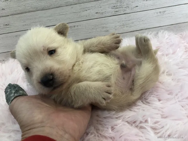 ID：2104-01027の子犬