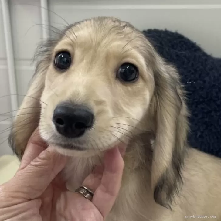 ID：2403-06008の子犬