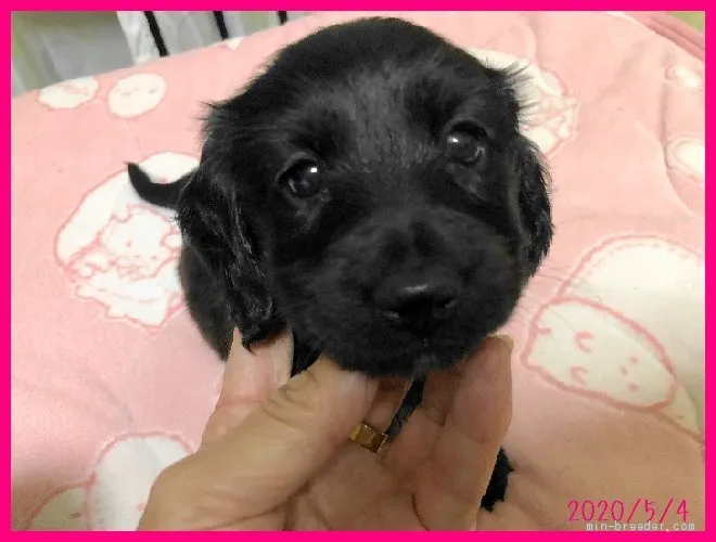 ID：2005-01063の子犬