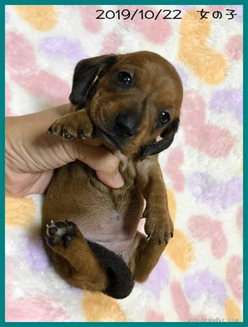 ID：1910-02288の子犬