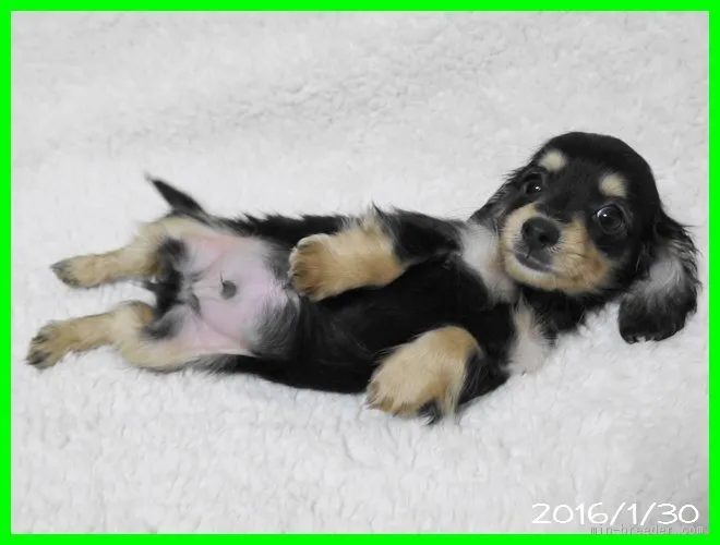 プリン 様のお迎えした子犬