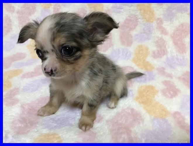 ID：2001-01716の子犬