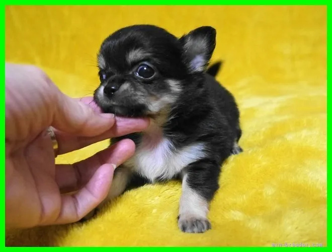 ID：2001-01712の子犬