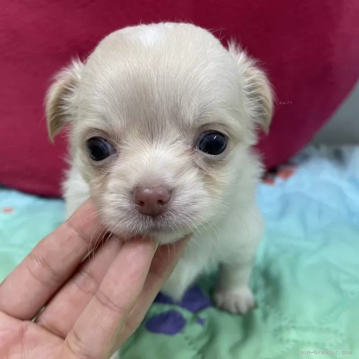 ID：2410-02535の子犬