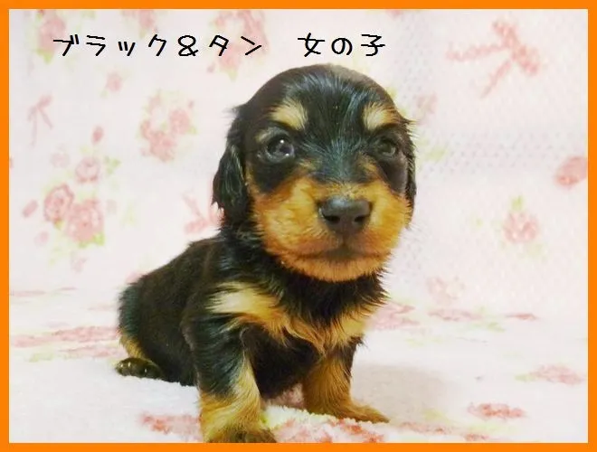 ID：1402-01086の子犬