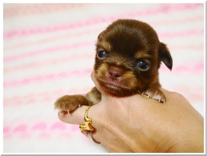 ID：1409-00517の子犬