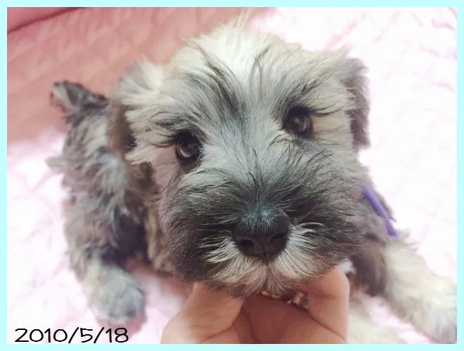 gooちゃん 様のお迎えした子犬