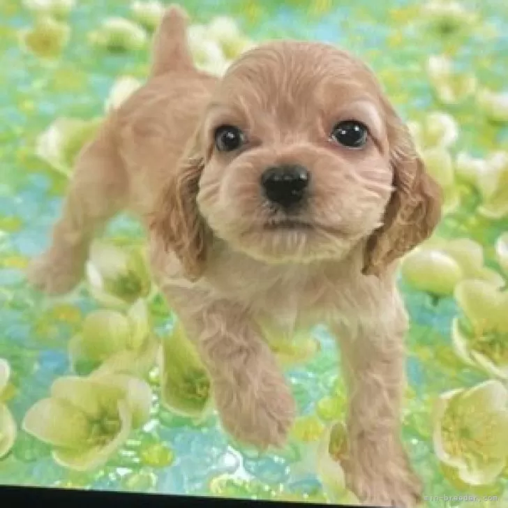 ID:2311-04420の子犬